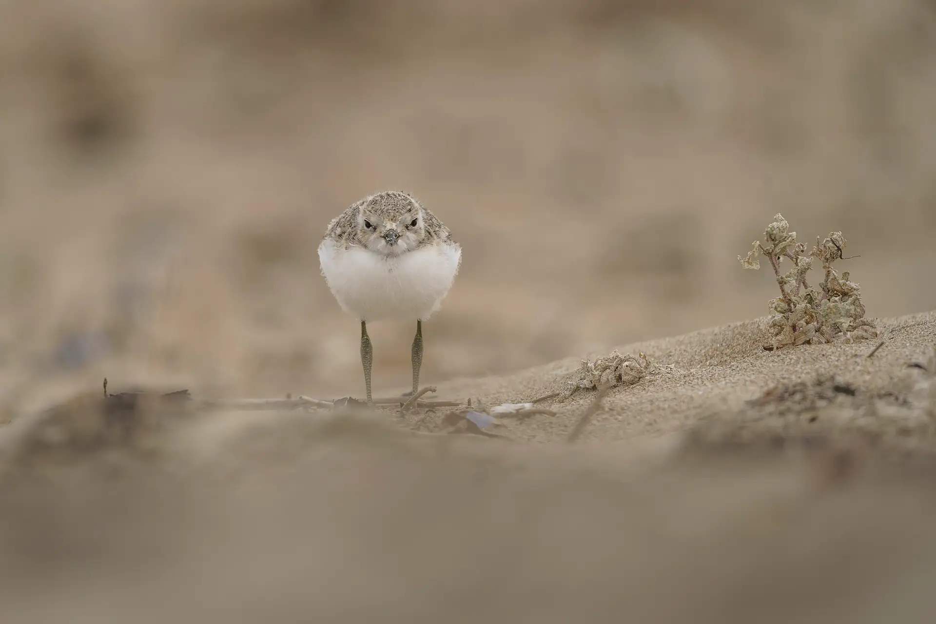 Un gravelot à collier interrompu sur la plage, dans le sable– Galerie Faune Corentin Revel