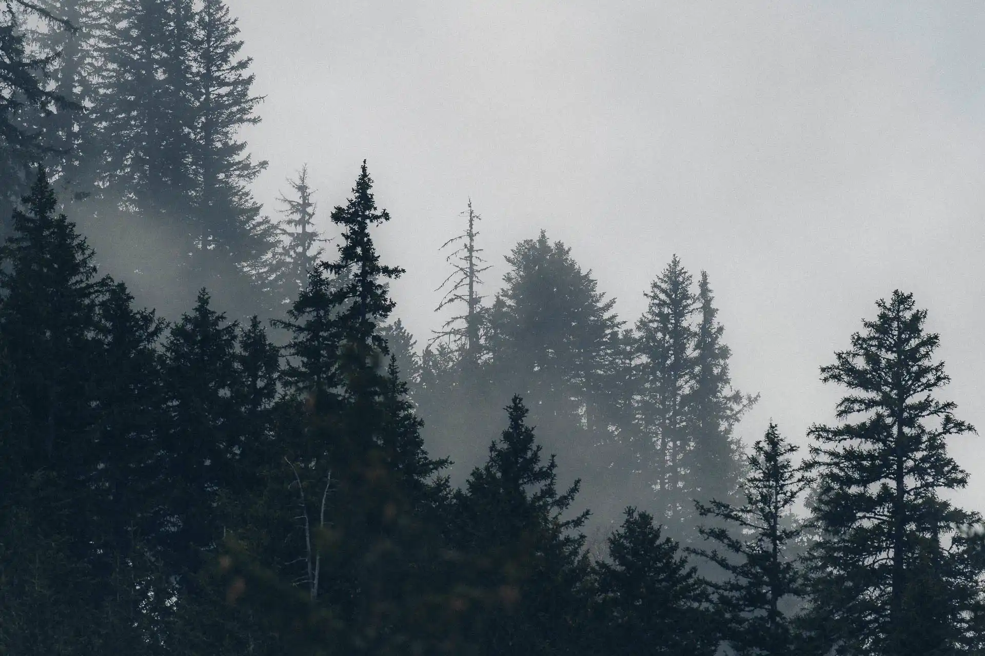 Des sapins dans la brume – Galerie Paysages Corentin Revel