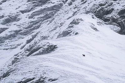 Le chamois (Rupicapra rupicapra)