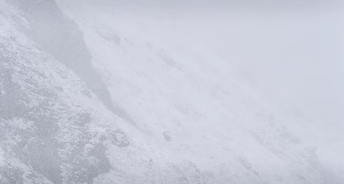 Bouquetin des Alpes - Capra ibex