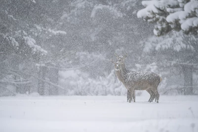 Cerf élaphe (Cervus elaphus)
