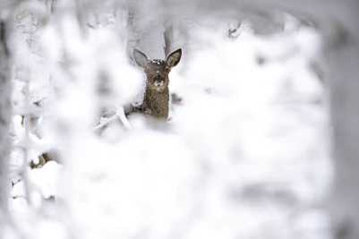 Cerf élaphe (Cervus elaphus)