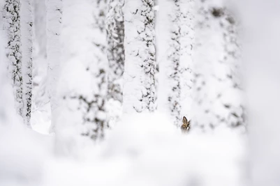 Chevreuil Européen - Capreolus capreolus