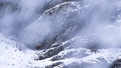 Bouquetin des Alpes - Capra ibex