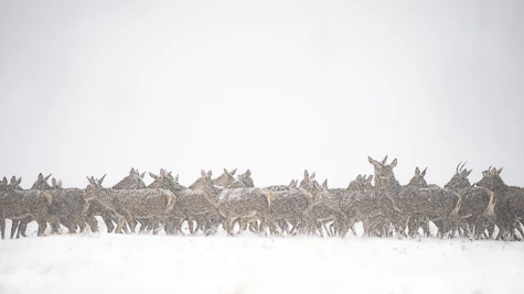 Cerf élaphe (Cervus elaphus)