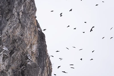 Le Chocard à bec jaune (Pyrrhocorax graculus)